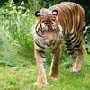 Loài hổ Sumatra đang có nguy cơ tuyệt chủng. (Nguồn: Internet)