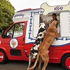 Chiếc xe kem đầu tiên dành riêng cho chó. (Nguồn: Internet)