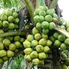 Cây dừa xiêm. (Nguồn: Internet)