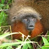Loài khỉ nhỏ có tên khoa học Callicebus caquetensis. (Nguồn: Internet)