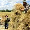 Người dân thu hoạch lúa Hè Thu. (Ảnh: Duy Khương/TTXVN)