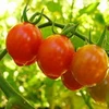 Cây cà chua có tới 790 tên gọi khác nhau. (Nguồn: Internet)
