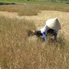 Người dân cắt bỏ lúa Hè Thu bị chết do hạn. (Ảnh: Thanh Long/TTXVN)