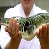 Cá nóc chứa chất tetrodotoxin có thể dùng chữa bệnh. (Nguồn: Internet)