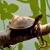Rùa tai đỏ "tàn sát" động thực vật ở tỉnh Bạc Liêu