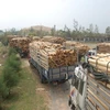 Vận chuyên nguyên liệu về Nhà máy chế biến dăm gỗ Dung Quất.