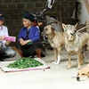 Nhân viên y tế tại tỉnh Yên Bái tuyên truyền cho người dân tiêm phòng dại đầy đủ cho chó, mèo. (Ảnh: Dương Ngọc/TTXVN)