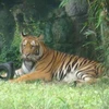 Hổ trong vườn thú Đại Nam. (Ảnh: Internet)