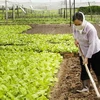 Sản xuất rau an toàn tại hợp tác xã Dịch vụ nông nghiệp Lĩnh Nam. (Ảnh: Minh Đông/TTXVN)