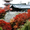 Cố đô Kyoto mùa lá đỏ - Điểm đến hấp dẫn 