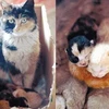 Mèo Hoa Hoa và 3 chú mèo con mới sinh. (Nguồn: Internet)