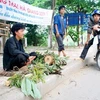 Phong lan rừng bày bán tràn lan tại Hà Giang. (Nguồn: baohagiang.vn)