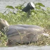 Cá thể rùa tại hồ Hoàn Kiếm. (Nguồn: Internet)