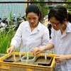 Cán bộ Viện Di truyền chăm sóc, nghiên cứu giống lúa được tìm thấy tại khu Thành Dền. (Ảnh: Bùi Tường/TTXVN)