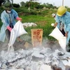 Tiêu hủy lợn tai xanh tại thôn Đinh Xá, xã Văn Tự, huyện Thường Tín, Hà Nội. (Ảnh: Hoàng Mạnh Hùng/TTXVN)