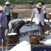 Diêm dân huyện Đông Hải (Bạc Liêu )thu hoạch muối. (Ảnh: Huỳnh Sử/TTXVN)
