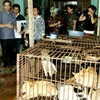 Đoàn thanh tra liên ngành giám sát, kiểm tra tại các cơ sở chế biến, kinh doanh thịt chó tại phường Dương Nội, Hà Nội. (Ảnh: Dương Ngọc/TTXVN)