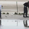 Dọn dẹp bãi biển sau sự cố tràn dầu ở Vịnh Mexico. (Nguồn: Getty Images)