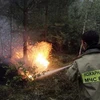 Dập đám cháy rừng tại ngoại ô Mátxcơva ngày 29/7. (Nguồn: Getty Images)