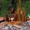 Một cây thông hàng trăm năm tuổi bị đốn hạ ở khu vực hồ Tuyền Lâm. (Nguồn: Internet)
