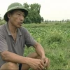 Người nông dân bên cánh đồng bị bỏ hoang. (Ảnh: Văn Đức/Vietnam+)