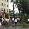 Cán bộ và nhân viên Bệnh viên đa khoa thành phố Vinh thu dọn cây đổ để tiếp đón bênh nhân ngay trong sáng ngày 25/8. (Ảnh: Lan Xuân/TTXVN)