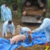 Tiêu hủy lợn bị mắc bệnh tai xanh tại thành phố Kon Tum. (Ảnh: Trần Lê Lâm/TTXVN)