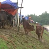 Trâu bò được người dân đưa lên tránh trú mưa lũ trên đê Tả Lam. (Ảnh: Nguyễn Văn Nhật/Vietnam+)