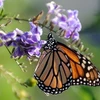 Loài bướm Monarch. (Nguồn: Getty Images)