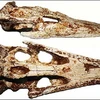 Hóa thạch cá sấu. (Nguồn: AP)