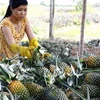 Hộ xóa đói, giảm nghèo ở Tân Phước ổn định cuộc sống nhờ trồng cây dứa. (Ảnh: Đình Huệ/TTXVN)
