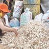 Nông dân huyện đảo Lý Sơn đang phân loại tỏi khô. (Ảnh: Thanh Long/TTXVN)
