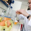 Kiểm tra trứng gà tại phòng thí nghiệm của Cơ quan điều tra hóa học và thú y ở Muenster, miền tây nước Đức ngày 4/1. (Nguồn: AFP/TTXVN)