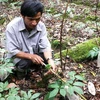 Chăm sóc vườn cây sâm Ngọc Linh đang cho thu hoạch hạt tại Trung tâm giống huyện Tu Mơ Rông. (Ảnh: Trần Lê Lâm/TTXVN)