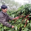 Vườn cà phê tái canh chuẩn bị cho thu hoạch. (Ảnh: Phương Hoa/TTXVN)