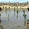 Người dân ấp Vàm Rầy (xã Bình Sơn, Hòn Đất, Kiên Giang) trồng lại rừng để bảo vệ đê biển do Tổ chức GTZ triển khai. (Nguồn: Tuổi Trẻ)