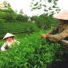 Thu hoạch chè búp tươi tại huyện Đồng Hỷ, Thái Nguyên. (Ảnh: Hồng Kỳ/TTXVN)