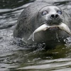 Hải cẩu Else trong ngày kỷ niệm sinh nhật lần thứ 50. (Nguồn: Getty Images)
