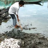 Người dân đang thu gom cá chết trên đầm Ô Loan để chôn lấp. (Ảnh: Thế Lập/TTXVN)