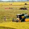 Phú Yên thu hoạch lúa hè thu với năng suất bình quân 68 tạ/ha. (Ảnh: Thế Lập/TTXVN)