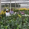 Vườn lan giống trong Khu Nông nghiệp Công nghệ cao Thành phố HCM. (Ảnh: Thanh Vũ/TTXVN)