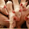 Tại trang trại nuôi lợn ở Elma, bang Iowa, ngày 28/4. (Nguồn: AFP/TTXVN)