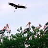 Một đàn giang sen bay về vườn chim Bạc Liêu. (Nguồn: Vnexpress)