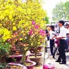 Mai vàng Phước Định tại chợ Tết ở thành phố Cần Thơ. (Nguồn: Qdnd.vn)