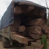 Xe chở gỗ lậu bị bắt giữ. (Ảnh: V.Dũng/Vietnam+)