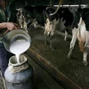 Vắt sữa bò tại một trang trại bò sữa ở Trung Quốc. (Nguồn: AP)