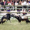 Chọi dê ở Hà Giang. (Nguồn: Gia Đình & Xã Hội)