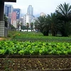 Sản xuất nông nghiệp trong đô thị tại Caracas, Venezuela. (Nguồn: cityfarmer.info)