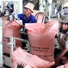 Đóng bao gạo xuất khẩu tại công ty lương thực Trà Vinh. (Ảnh: Đình Huệ/TTXVN)