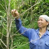 Sâu gây hại rừng mỡ. (Ảnh: Baobackan.org.vn)
